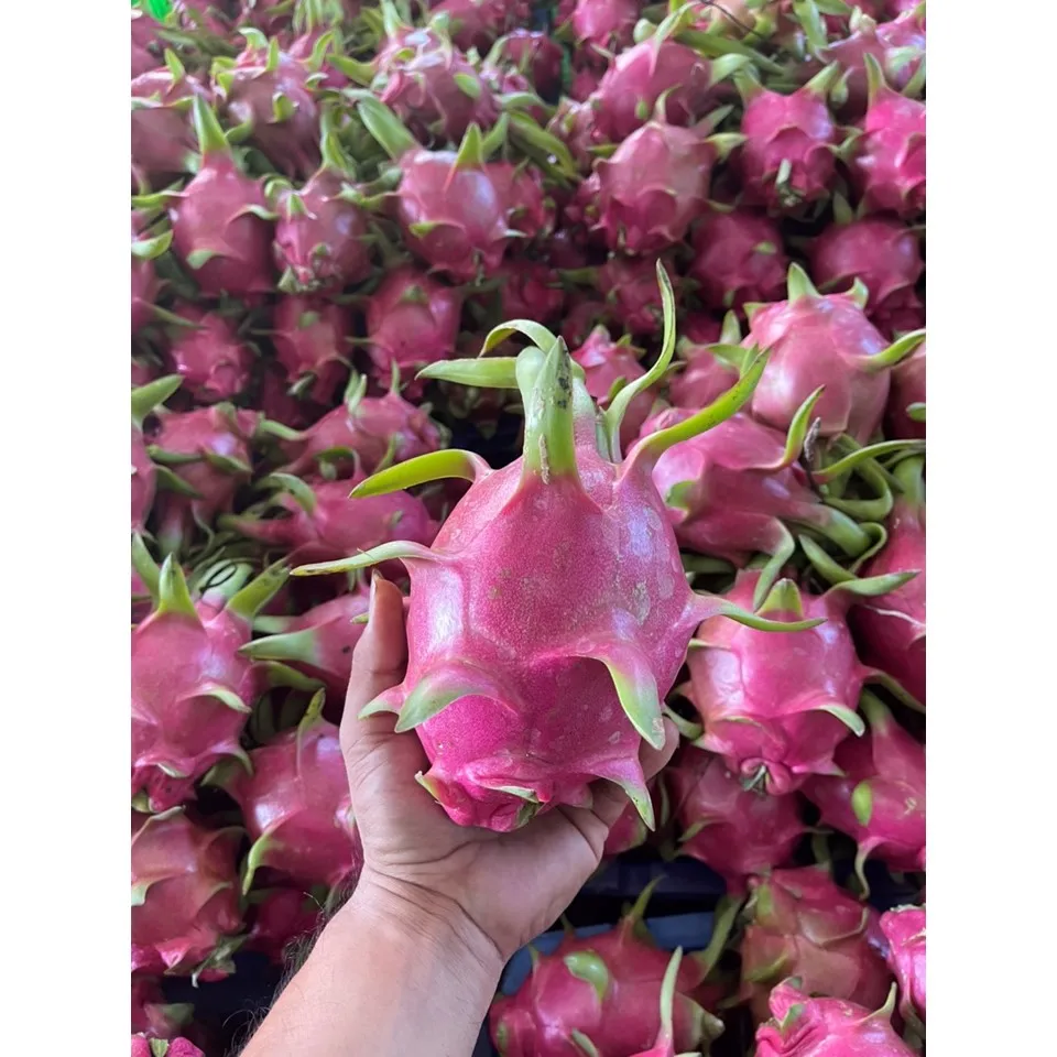 Vietnam Supplier Wholesale Premium Fresh Dragon Fruit High Quality Dragon Fruit Specially Export to China Vietnam Dragon Fruit
