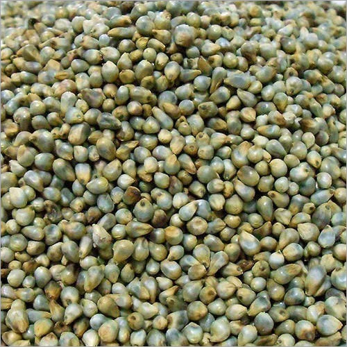 Bajra For Export