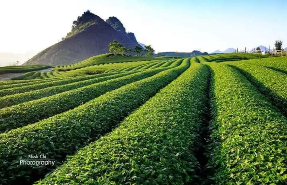 Vietnam OP green tea good price for sale  green tea new crop 2022