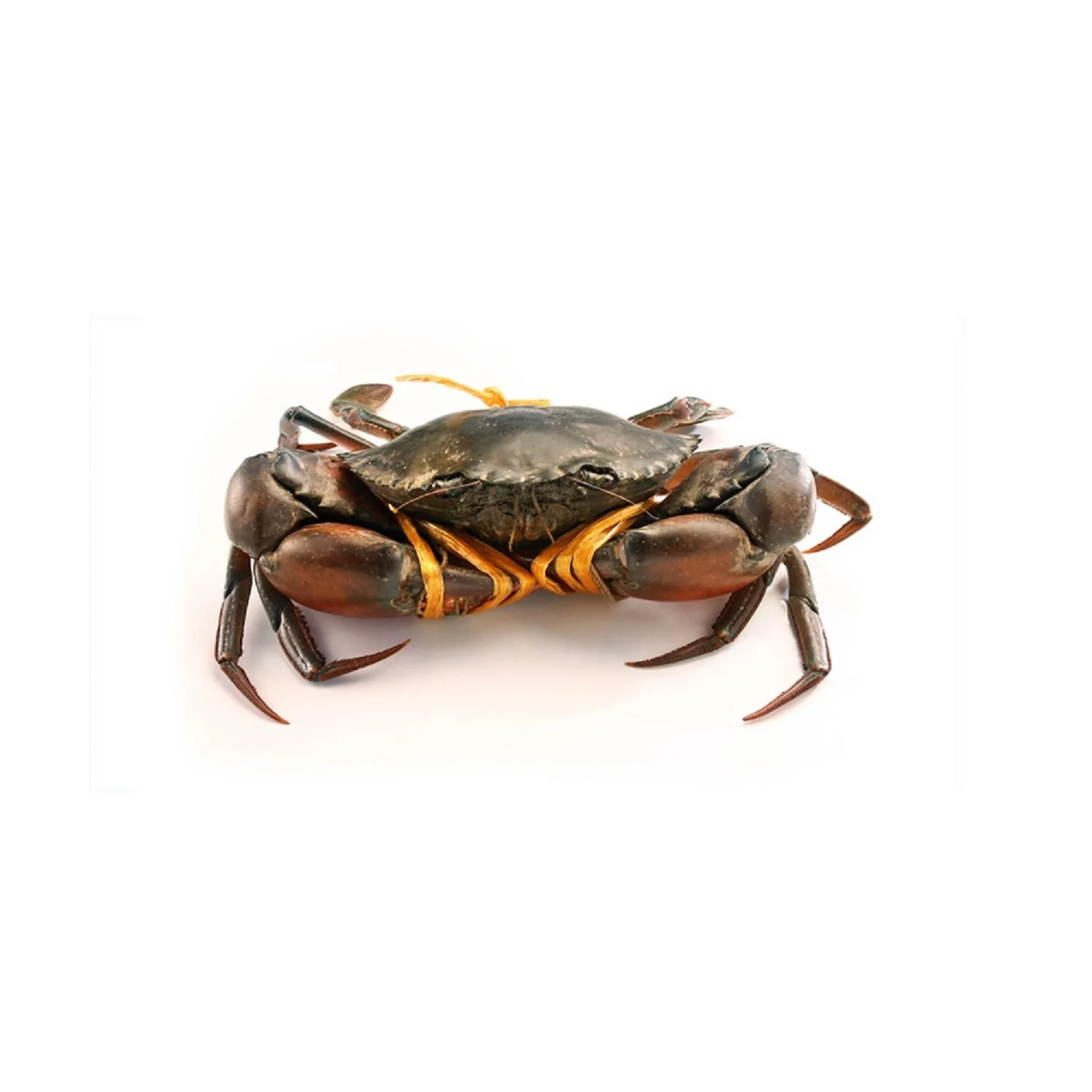 Mud Crab Fresh  Best Quality Master Seafood Product Size 100-600gm Origin Bangladesh Wholesale offer Price