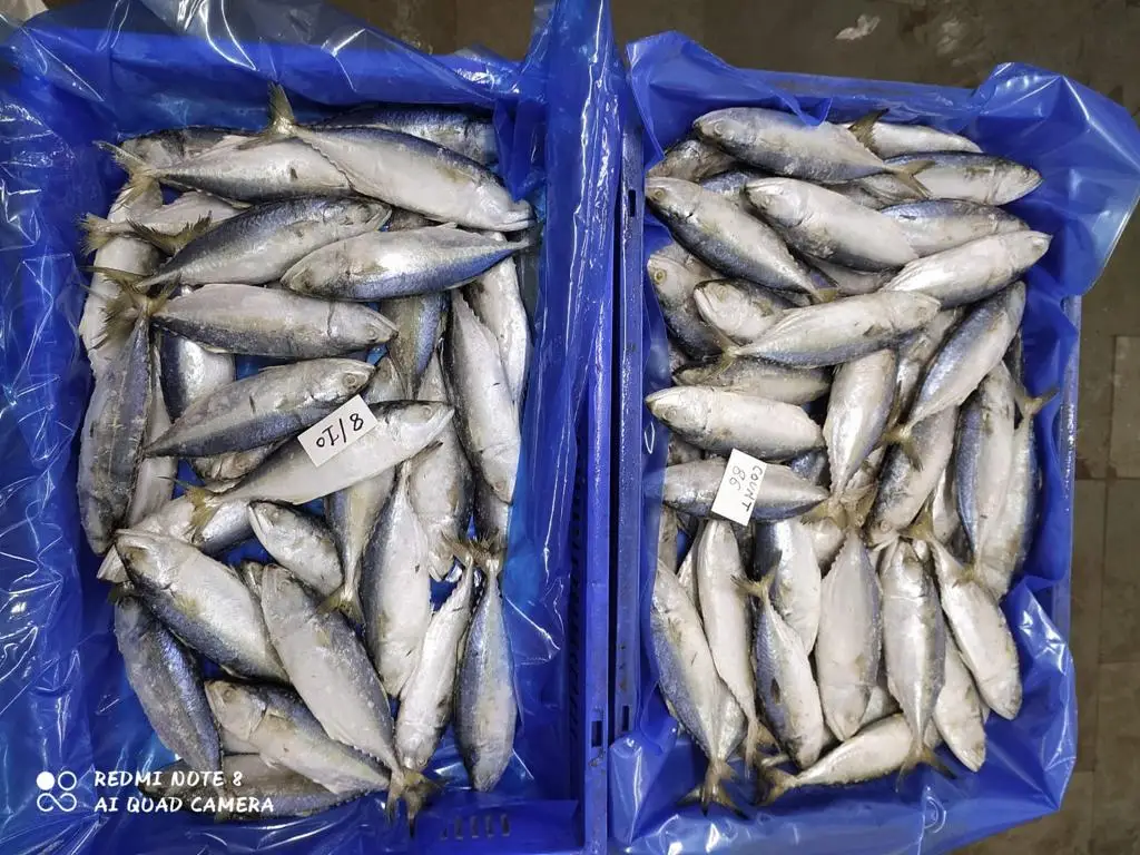 Замороженная индийская скумбрия