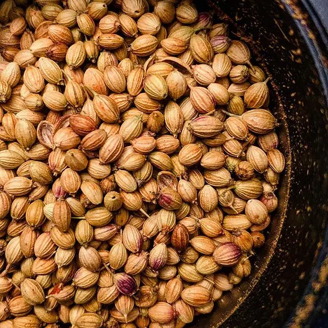 Семена кориандра, оптовая продажа, высококачественные чистые семена кориандра, семена кориандра