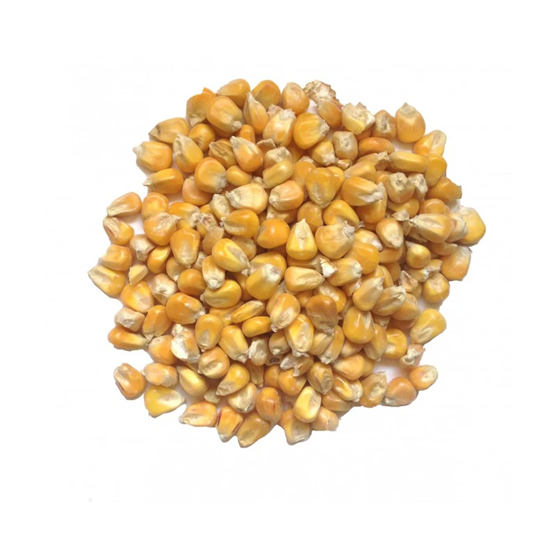 
Yellow Maize Corn Best Yellow Maize Corn for Animal Feed for Sale 