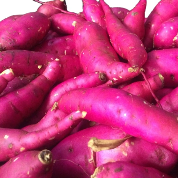 top quality Fresh Japan Sweet Potato, contact  +8484963818434 whatsapp