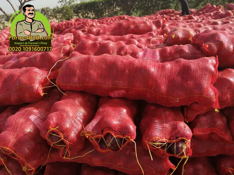 2021 NEW crop 100 mm Fresh Red Onion SUPER Quality VERY COMPETITIVE Prices