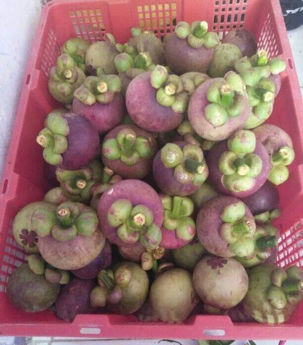 Fresh Mangosteen Indonesia Export Quality Product