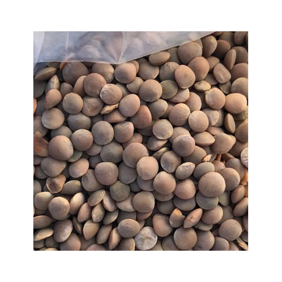 100% Натуральные Сушеные красные и зеленые линзы без ГМО Здоровое питание оптом органические бобы пищевые бобовые