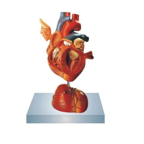 Лидер продаж модель человеческого сердца из ПВХ Индивидуальная медицинского научного обучения анатомии человека для