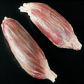 
Frozen Halal Beef Carcasses Good Quality Frozen Beef Shin/ Shanks Beef Meat At Wholesale Price 