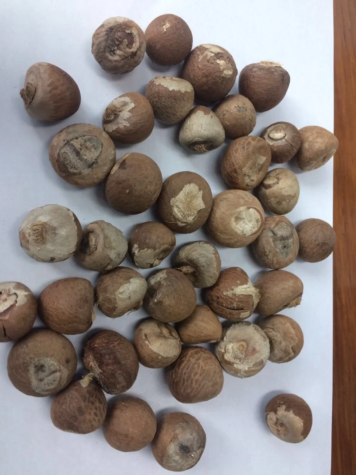 Fine BETEL NUT or SUPARI NATURAL Bag Style Packaging Raw Origin Human Type Dried Grade ISO Place Model Cultivation