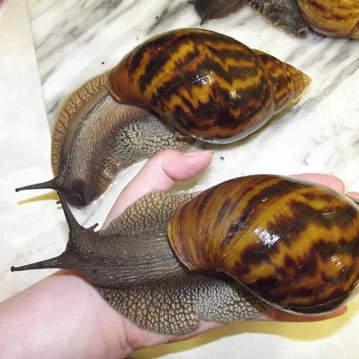 Fresh Snails