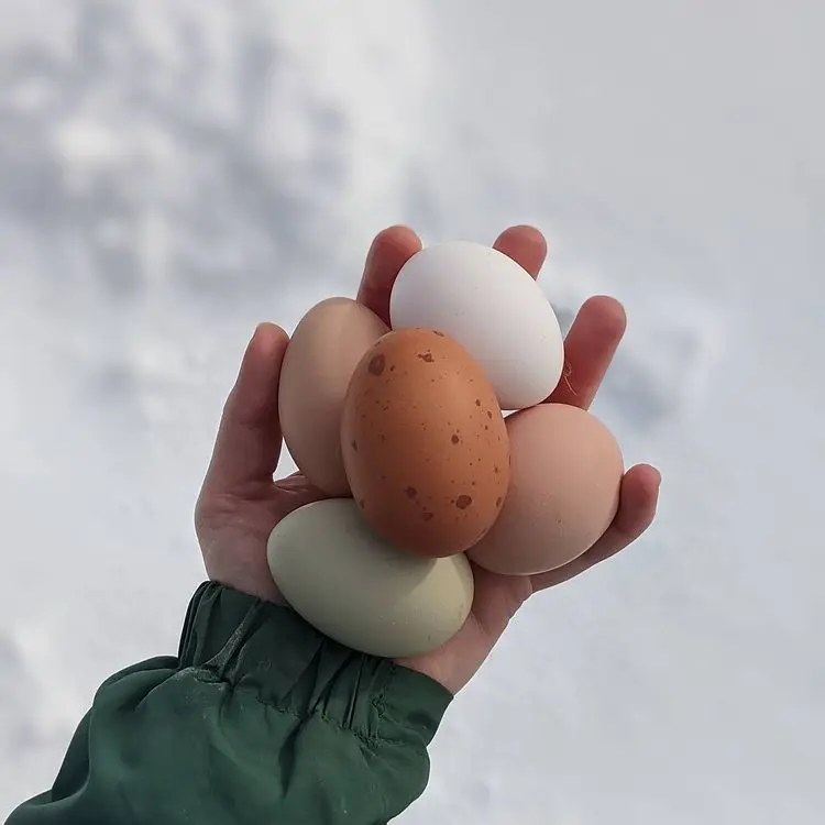 Покупатель куриных яиц свежая курица