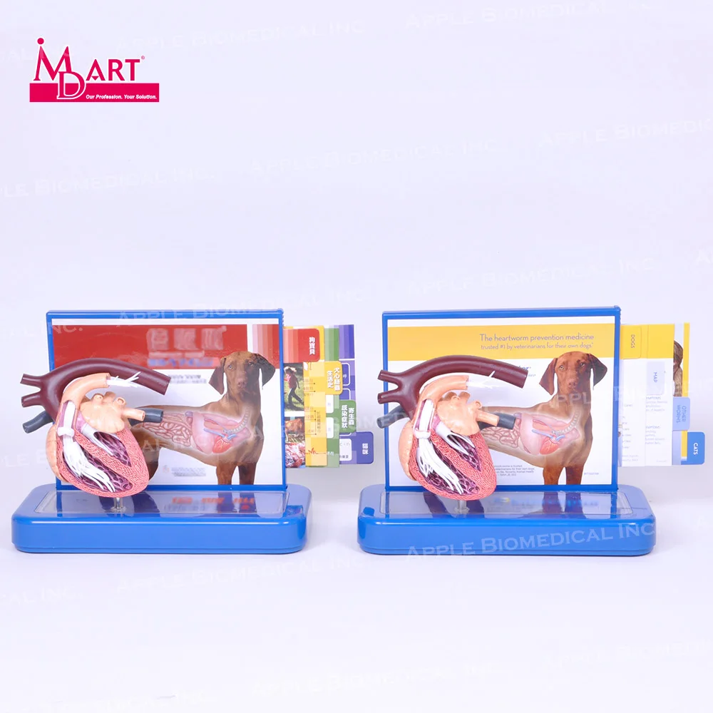 
Sample sale veterinary canine heart disease model with parasite and healthy heart 
