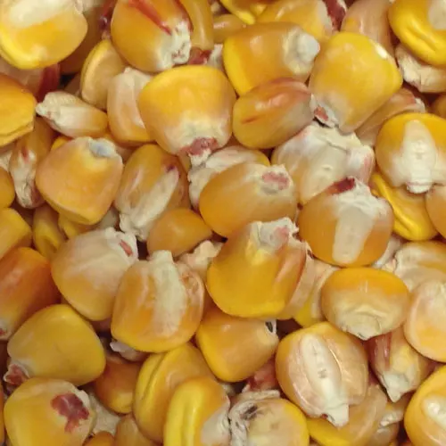 
YELLOW CORN for Animal Feed 