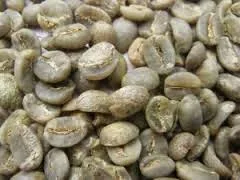New product Vietnam Green Coffee beans Arabica from Son La