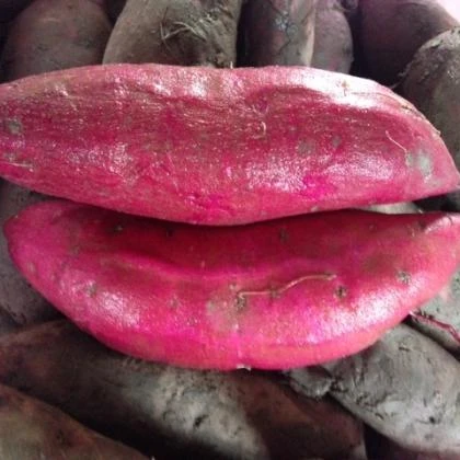 Maturity Top Quality for The Best Sweet Potato