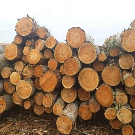 Beech Wood Logs and Lumber/Oak Wood Logs