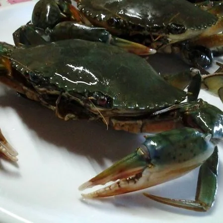 
Live mud Crab for export .... 