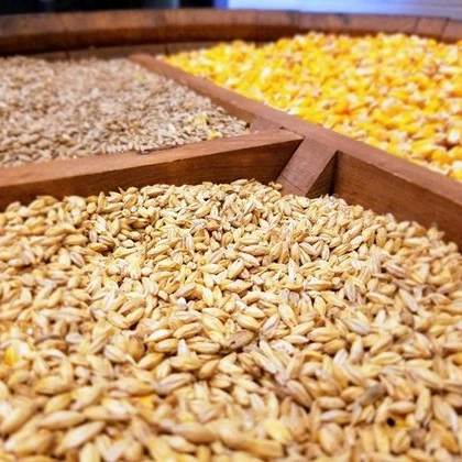 Russia Wheat, Yellow Corn, Feed Barley