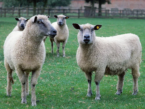 Wensleydale sheep,cow,camel,sheep,goat,ox,bull