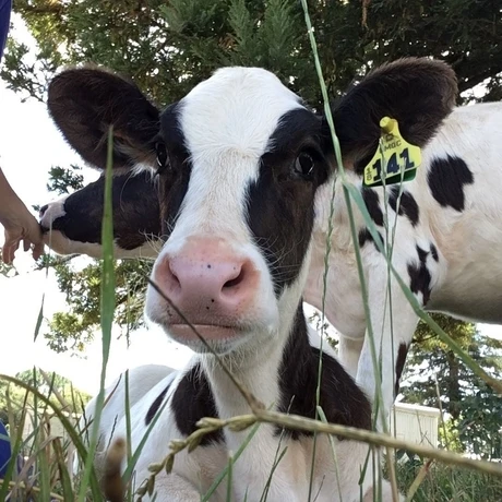 Holstein Friesian Quality Live Dairy Cows and Pregnant Heifers