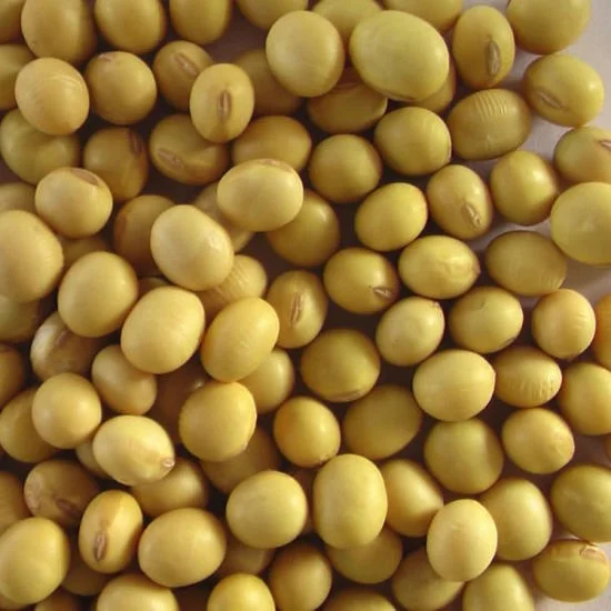 Premium Quality Non-GMO Yellow SoyaBeans with High Protein from Vietnam Soya Beans Supplier