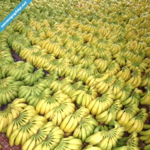 
Fresh style and tropical & sub-tropical fruit kind INFLATABLE BANANA 