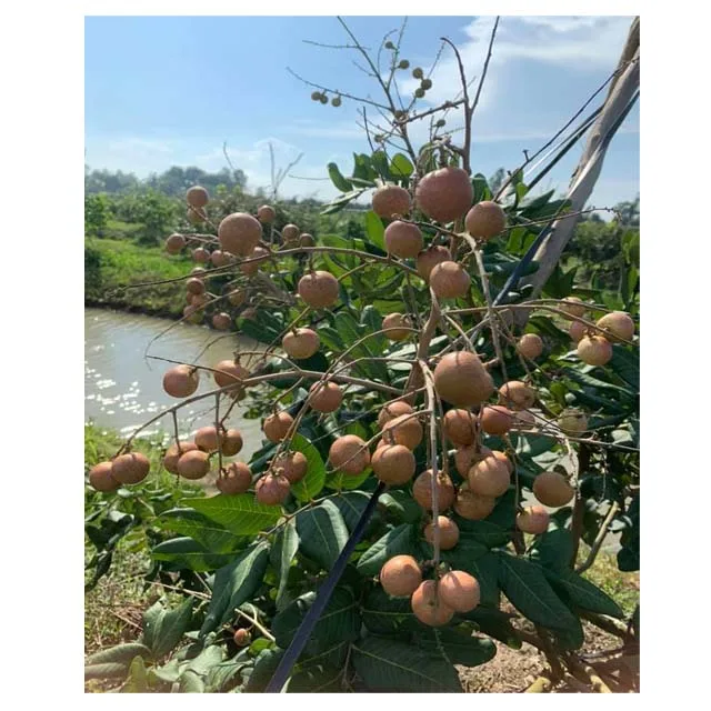 VIETNAM LONGAN