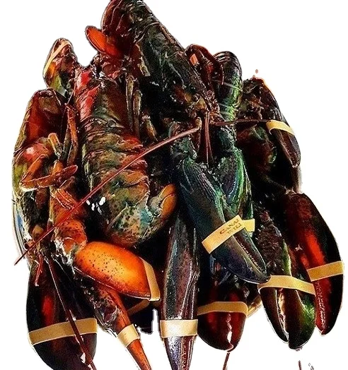 Hot Selling Seafood Fresh and Frozen Lobster, Lobster Tails For Sale