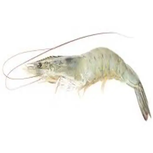 
Fresh Frozen Whole Vannamei Shrimp White / Black Tiger Shrimp / Prawn 