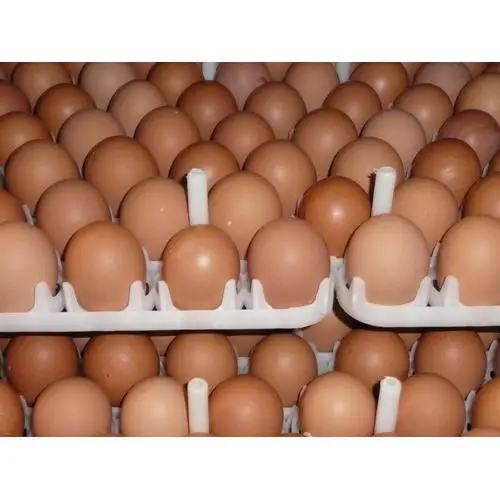 
Chicken eggs direct from poultry 