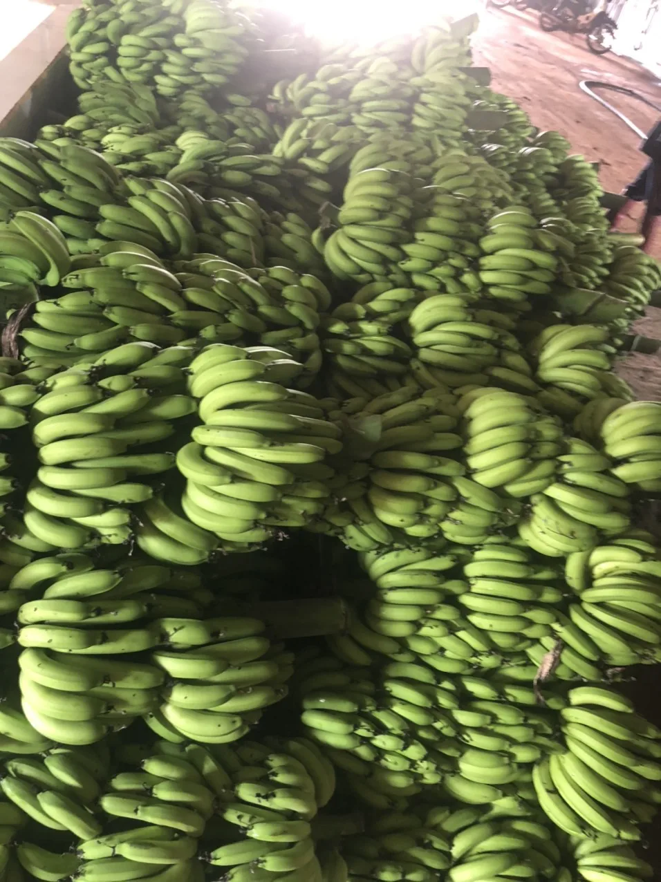 BEST SELLING COMPETITIVE PRICE VIETNAM FRESH BANANA CAVENDISH TO DUBAI MALAYSIA JAPAN KOREA