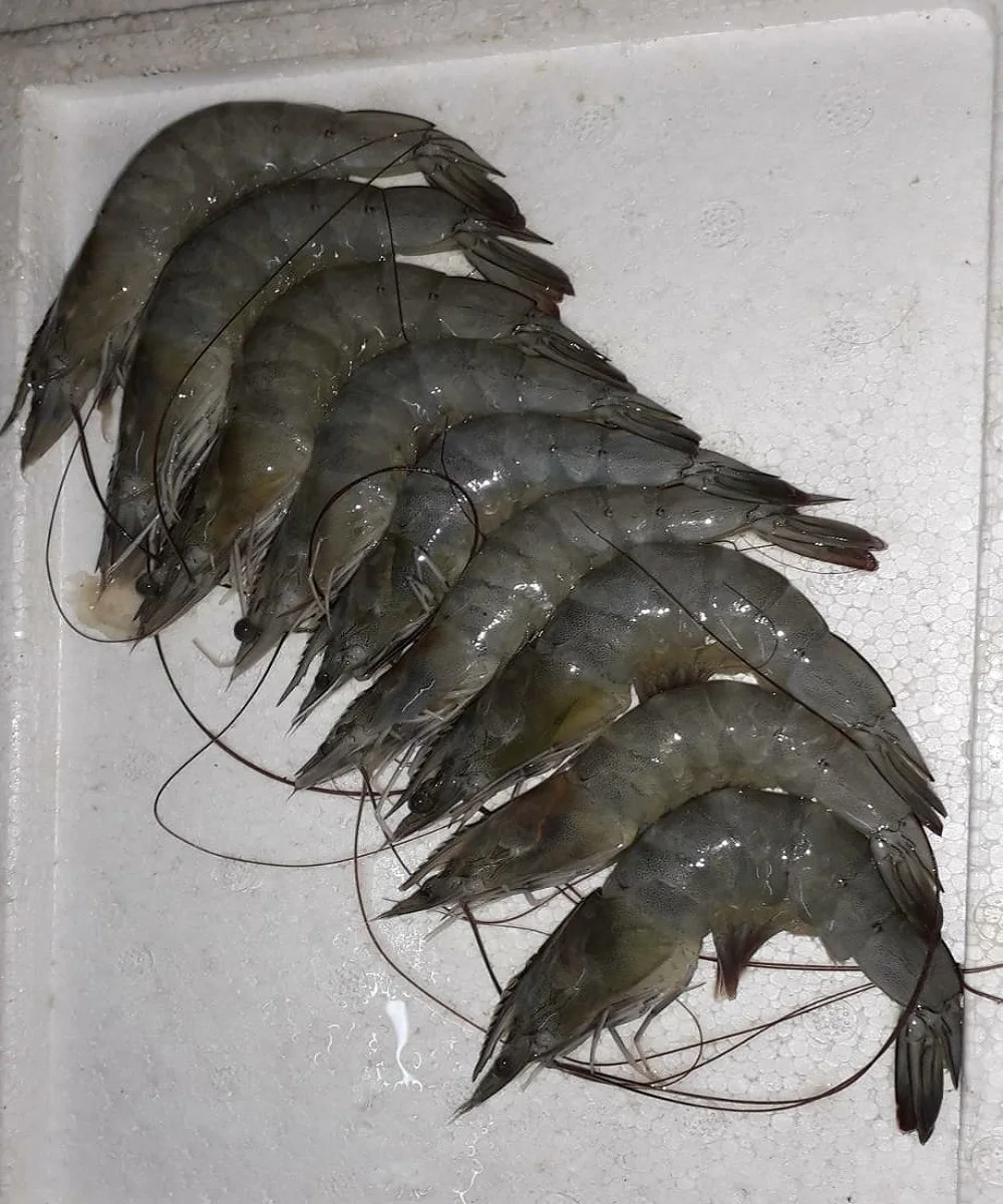 2021 высококачественные замороженные креветки премиум-класса по оптовой цене