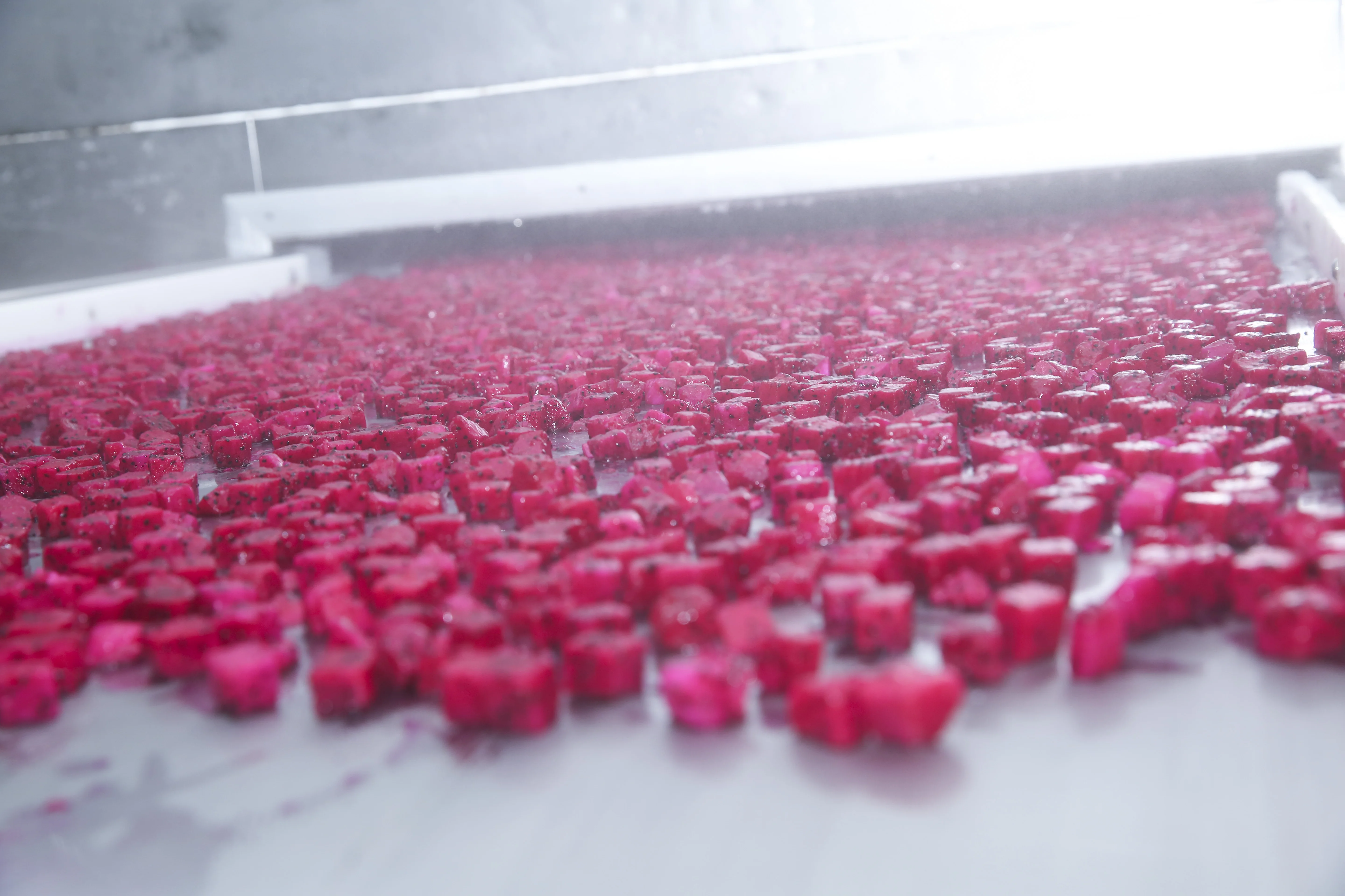  Поставщик замороженных фруктов красного дракона и белых кубиков (+ 84 589330283/WHATSAPP/ MS DAISY)