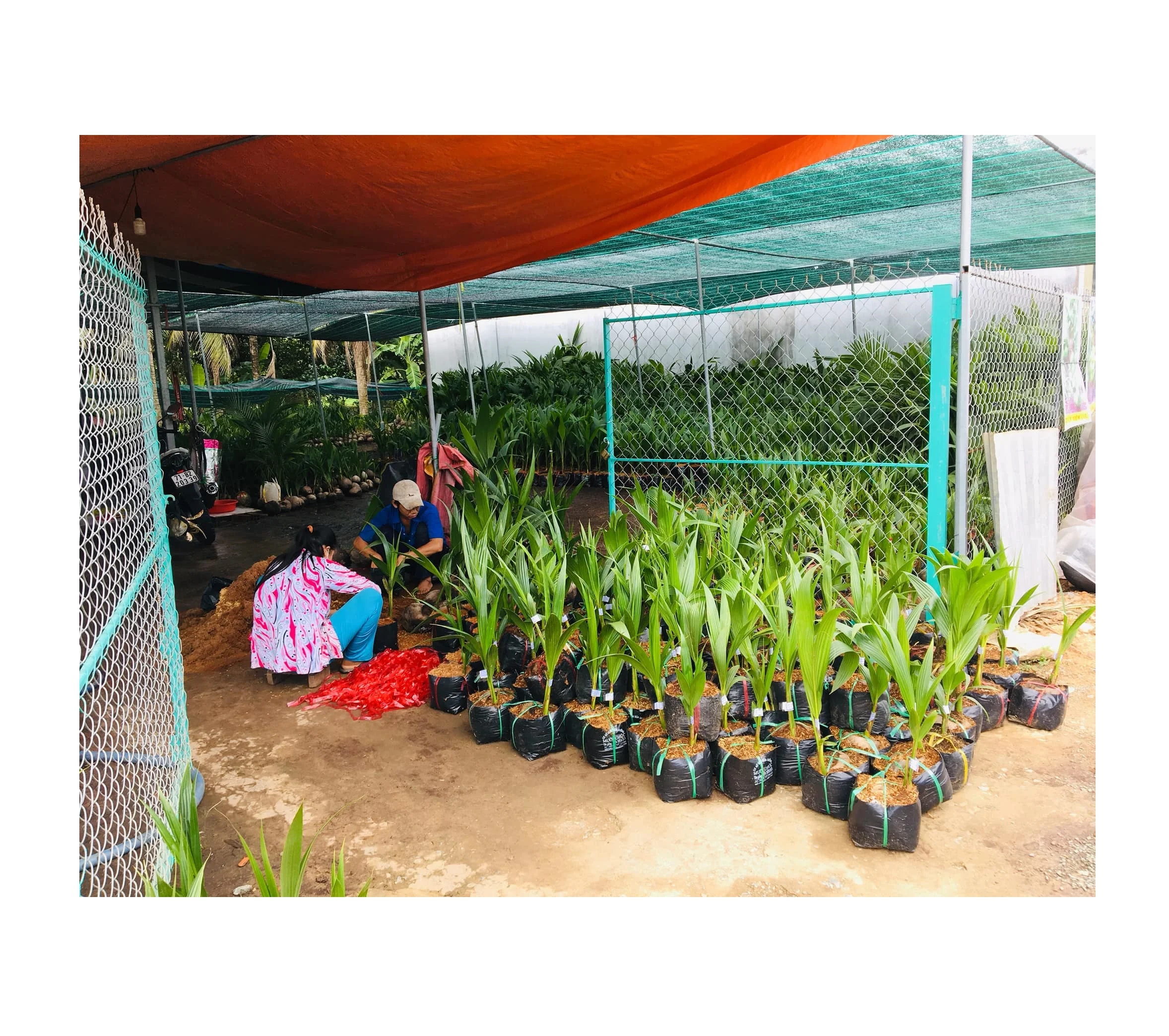 
 Кокосовой пальмы рассады/Зеленый сиамские кокосовое для посадки с хорошим качеством, самая низкая цена, лучший продавец/Рейчел: + 84896436456  