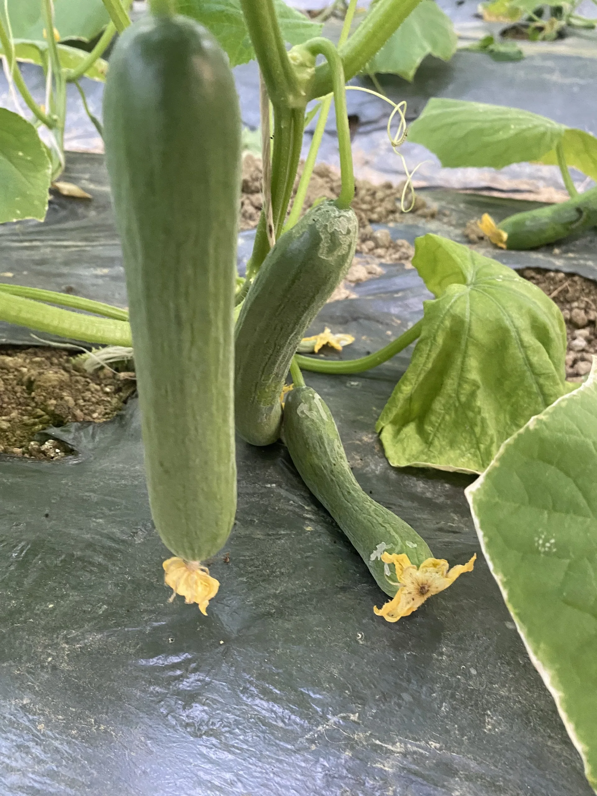 Свежие и сочные молодые огуречные продукты оптом экологически чистые фермы купить сейчас по лучшей цене