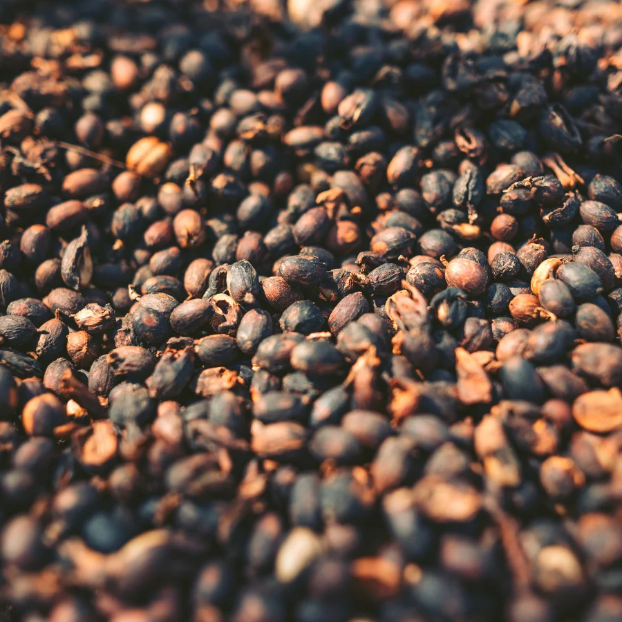 Best Price Robusta Coffee Green Beans Vietnam Coffee - Full washed SCR18 Grade 1 - Vietnam Robusta Coffee Beans