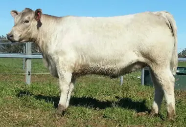 Качественные молочные коровы и беременные хифферы Holstein для