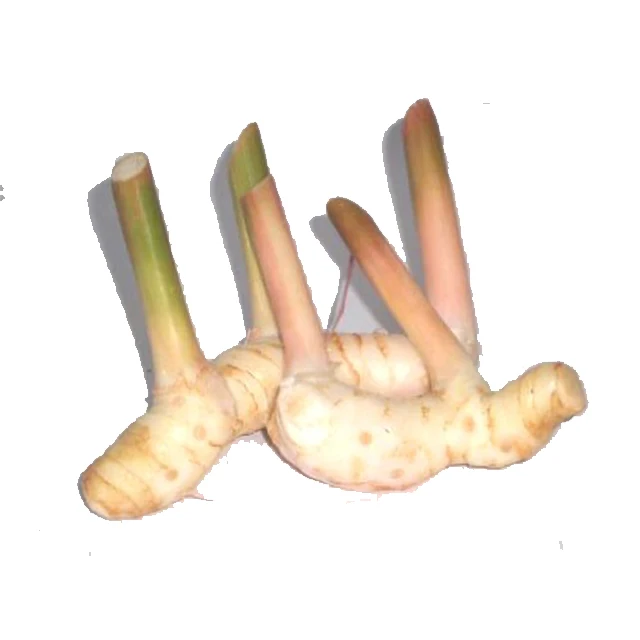 Свежие корни Galangal высшего класса по лучшей цене, свежие овощи из Таиланда за 100% экспорт оптом