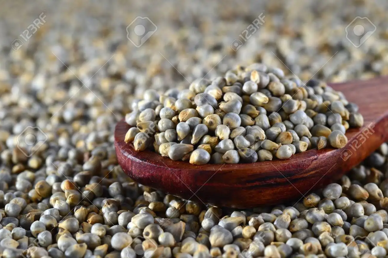 green millet (Bajra)