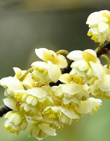 Litsea Cubeba Essential Oil With Digestion Relief Property