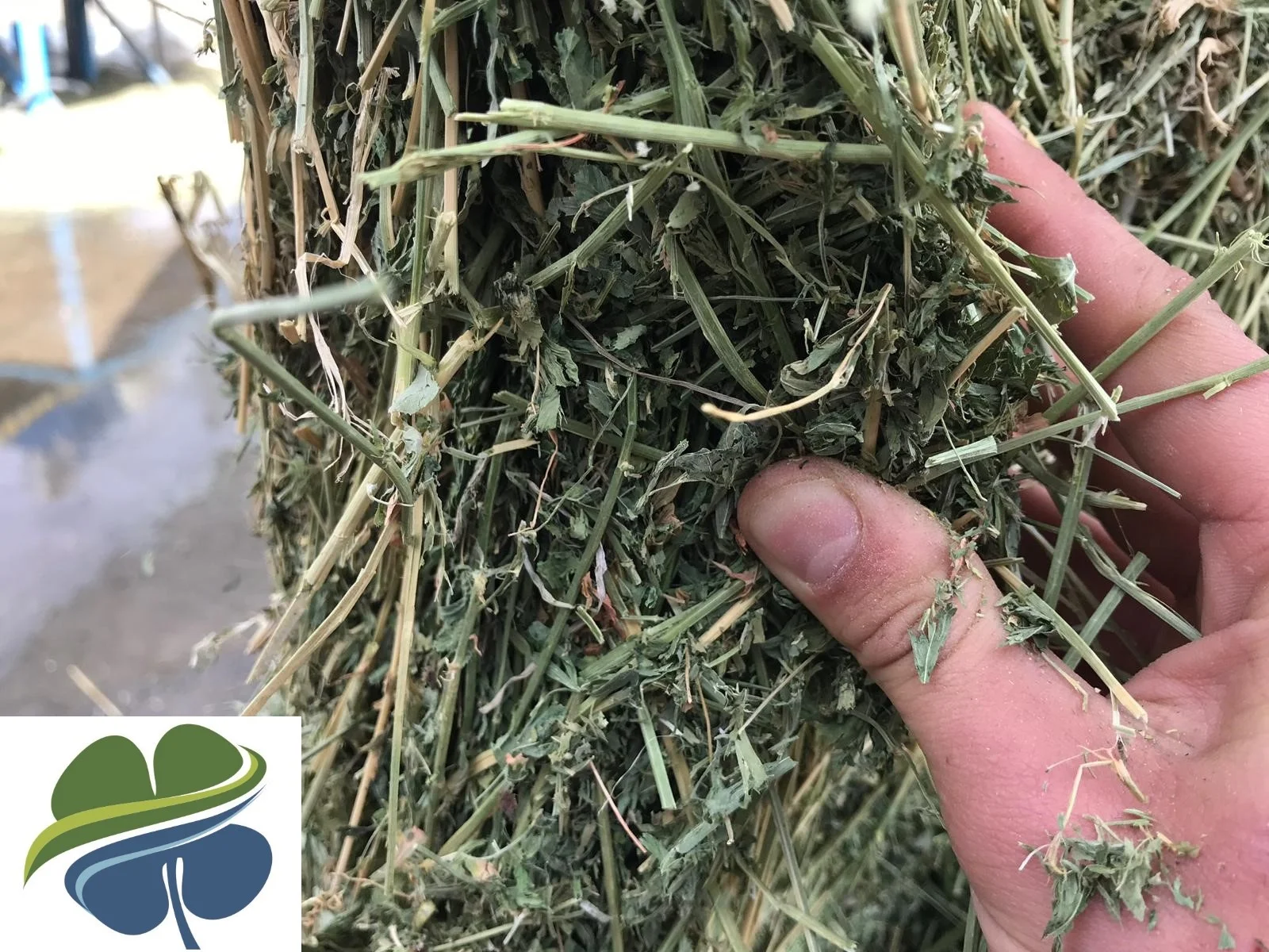
MEDIUM AND LARGE ALFALFA HAY BALES FROM TURKEY 