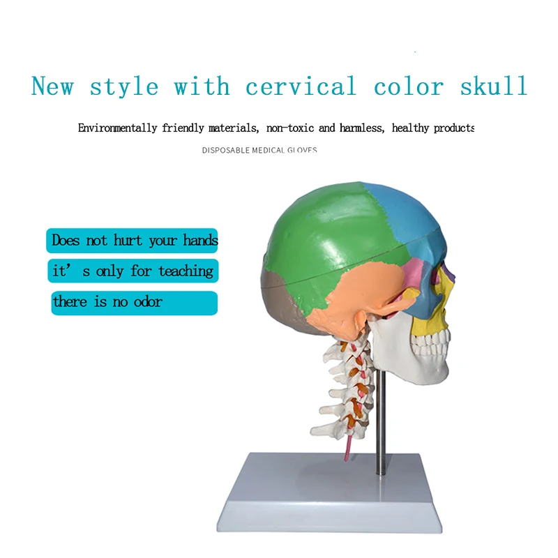 color skull with cervical spine human skeleton model skull  Anatomical 1:1 Colorful Human Skull Model With Cervical Vertebra