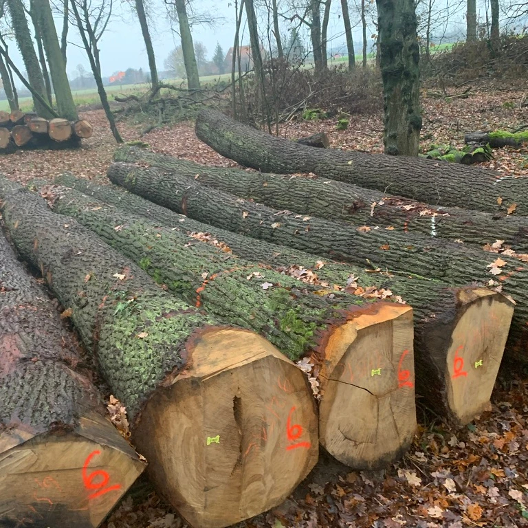 
European White Oak Round Logs 