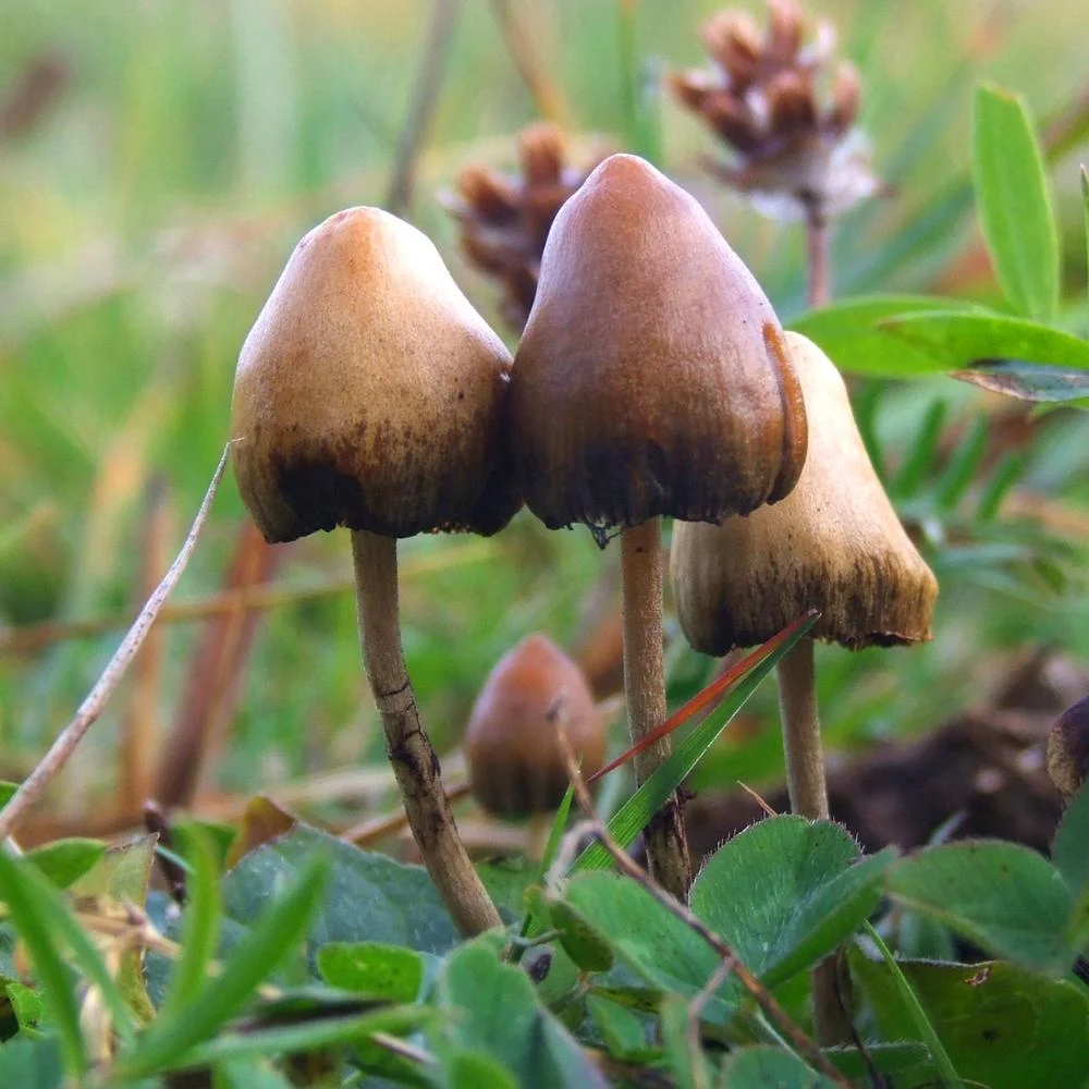 
Natural magic mushrooms dried with good quality 