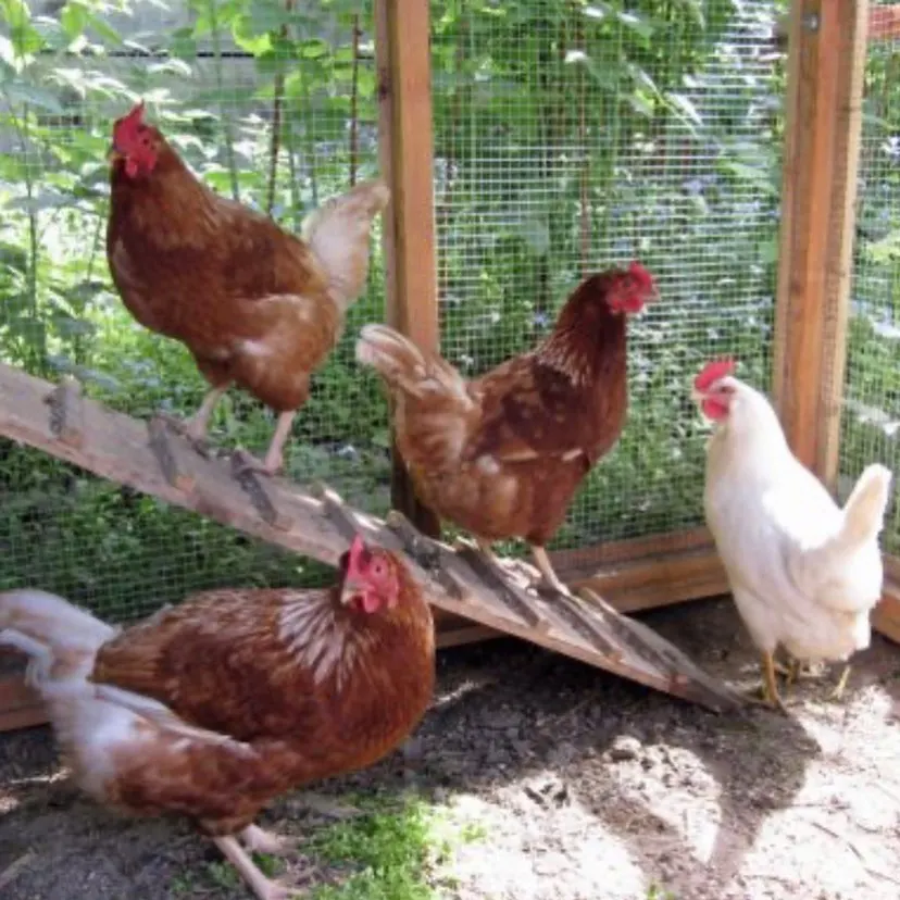 Alive Fowl and Live Chicken Available