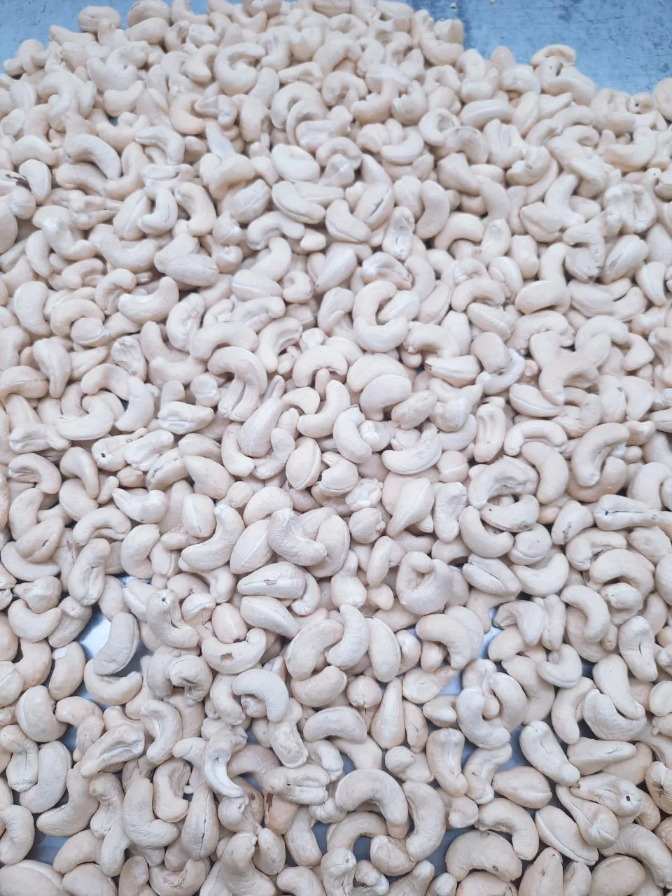 Roasted cashew nut without husk W240 W320 from Vietnam by WIT