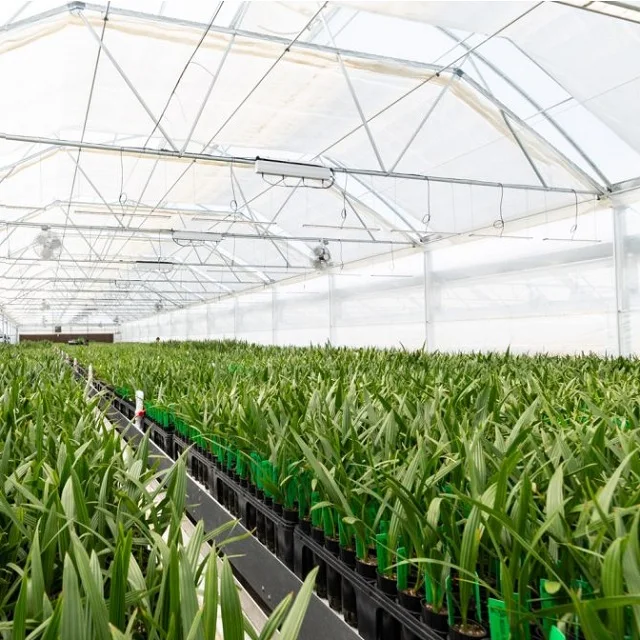 Саженцы ладони из натуральных чистых тканей