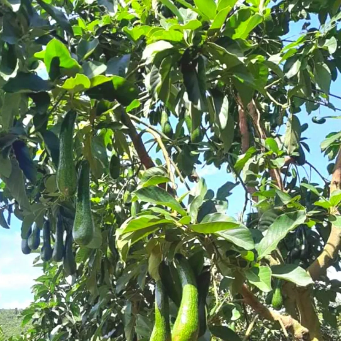
Vietnam Avocado fresh fruit- Premium, high quality, clean farming, VietGap, prestige, attractive price 