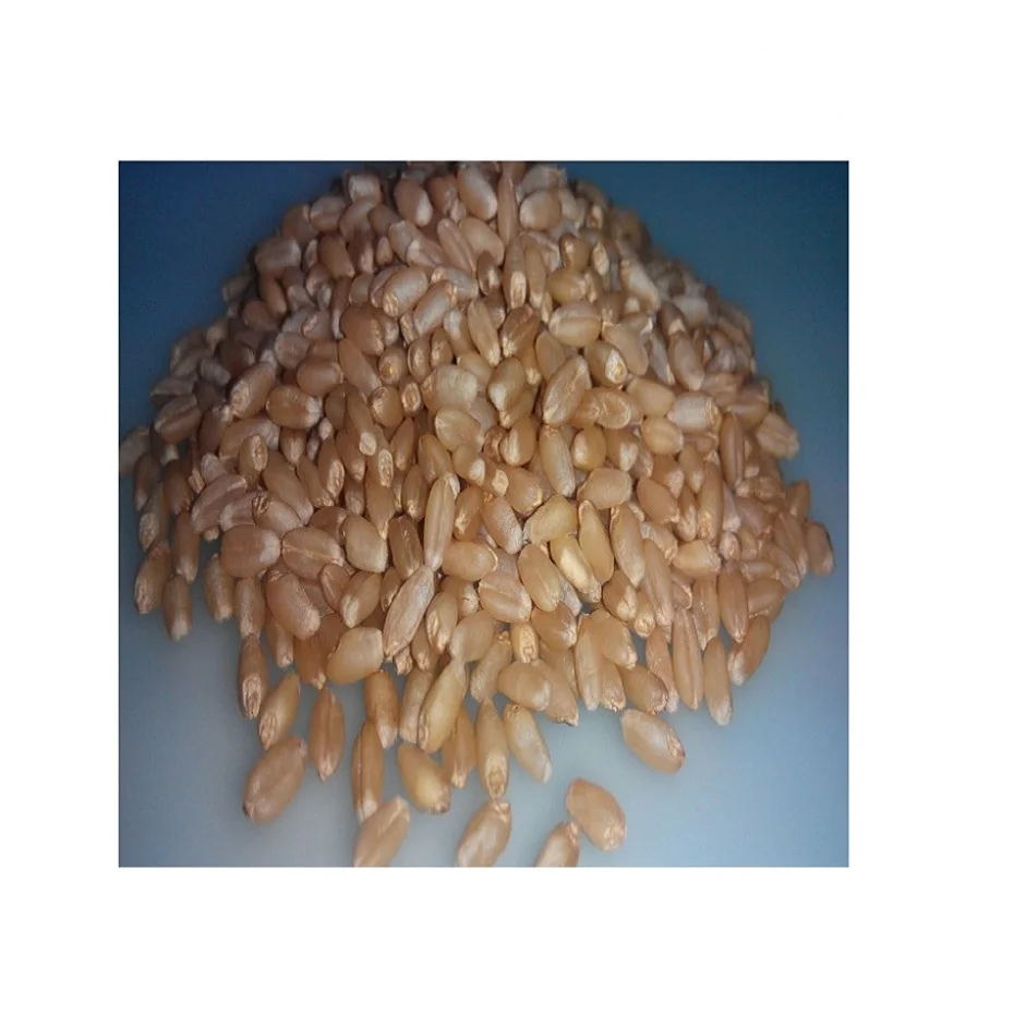 Whole Wheat For Processing Wheat Grains for Multi Purpose Available at Best Wholesale Rate Available For Exports
